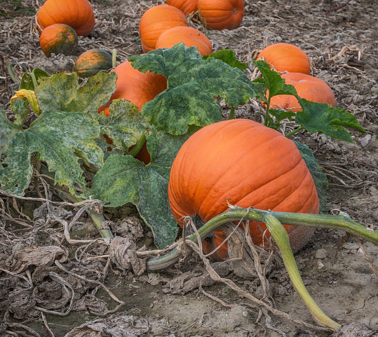 How to Grow a Pumpkin Patch for Halloween